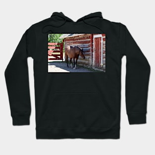 Horse in the shade Hoodie